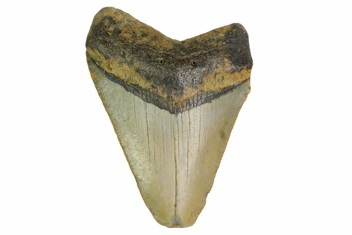 Bargain, Megalodon Tooth - North Carolina #152919